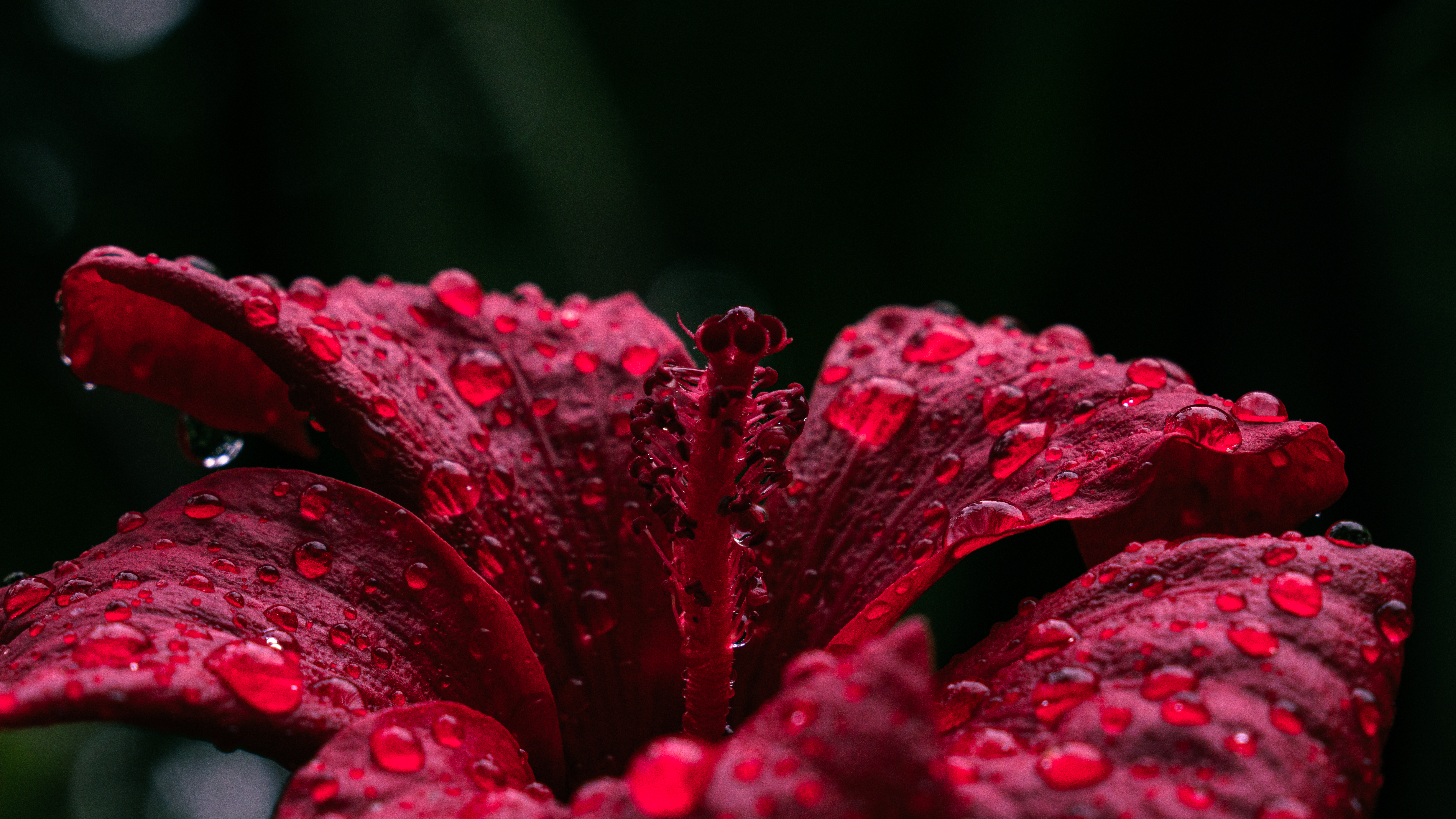 Dark red blossom on black